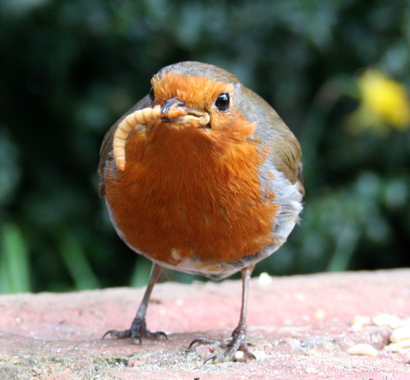 In defence of roundrobins « Alison Morton's Thrillers